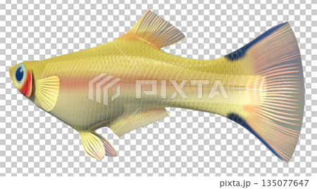 孔雀魚 135077647
