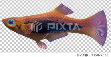 孔雀魚 135077648