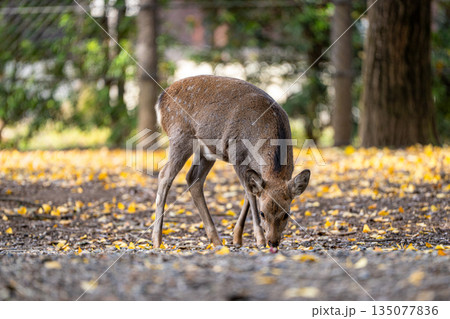 【秋】奈良公園の鹿【紅葉】 【秋】奈良公園の鹿【紅葉】 135077836