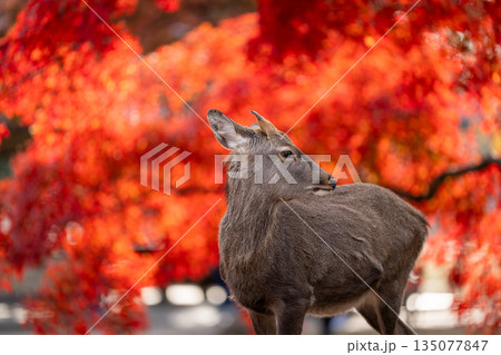【秋】奈良公園の鹿【紅葉】 135077847