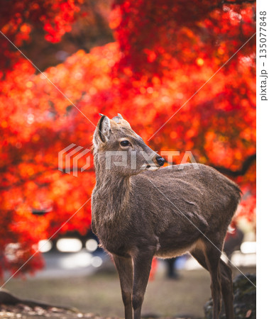 【秋】奈良公園の鹿【紅葉】 135077848