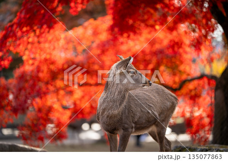 【秋】奈良公園の鹿【紅葉】 135077863
