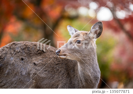【秋】奈良公園の鹿【紅葉】 【秋】奈良公園の鹿【紅葉】 135077871