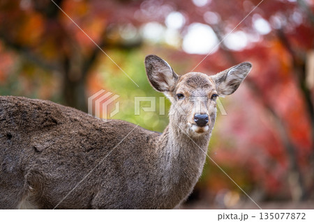 【秋】奈良公園の鹿【紅葉】 【秋】奈良公園の鹿【紅葉】 135077872