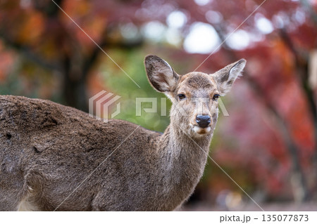 【秋】奈良公園の鹿【紅葉】 【秋】奈良公園の鹿【紅葉】 135077873