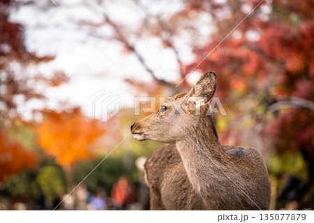 【秋】奈良公園の鹿【紅葉】 【秋】奈良公園の鹿【紅葉】 135077879