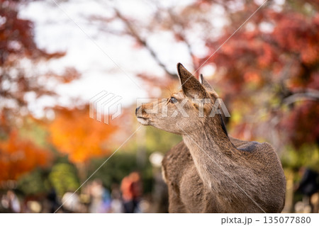 【秋】奈良公園の鹿【紅葉】 135077880