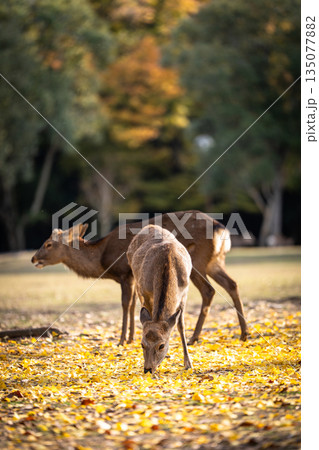 【秋】奈良公園の鹿【紅葉】 135077882