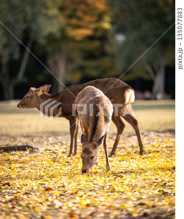 【秋】奈良公園の鹿【紅葉】 135077883