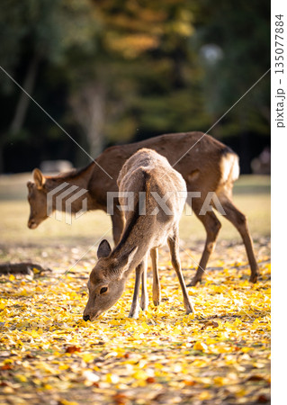 【秋】奈良公園の鹿【紅葉】 135077884