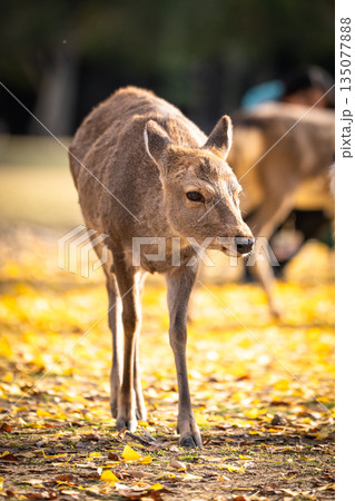 【秋】奈良公園の鹿【紅葉】 135077888