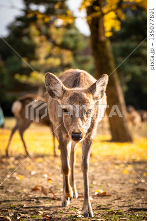 【秋】奈良公園の鹿【紅葉】 135077891