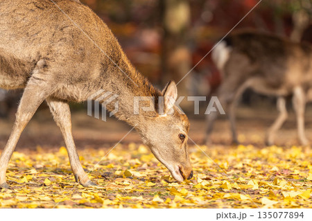 【秋】奈良公園の鹿【紅葉】 135077894