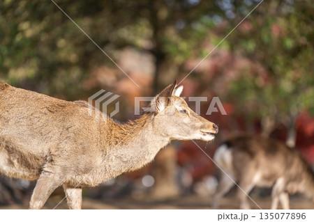 【秋】奈良公園の鹿【紅葉】 135077896