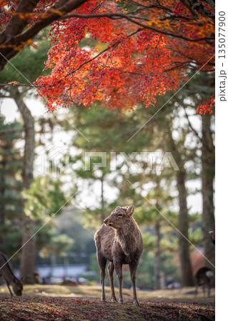 【秋】奈良公園の鹿【紅葉】 135077900