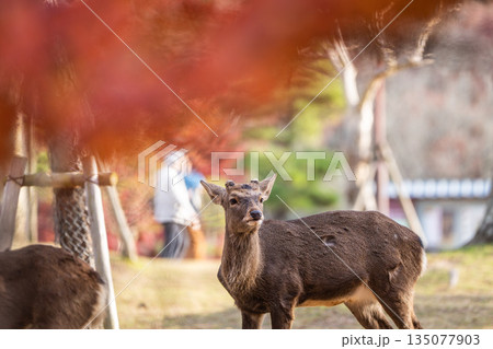 【秋】奈良公園の鹿【紅葉】 135077903