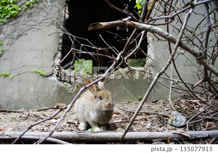 大久野島の廃墟に佇む、枝越しに見つめる野生のうさぎ 大久野島の廃墟に佇む、枝越しに見つめる野生のうさぎ 135077913