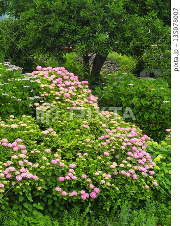 初夏の朝の放水路土手に咲くカラフルな紫陽花風景 初夏の朝の放水路土手に咲くカラフルな紫陽花風景 135078007
