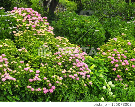初夏の朝の放水路土手に咲くカラフルな紫陽花風景 初夏の朝の放水路土手に咲くカラフルな紫陽花風景 135078008