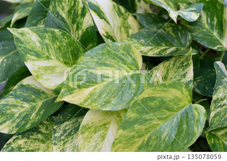 Golden pothos leaves texture wallpaper Golden pothos leaves texture wallpaper 135078059