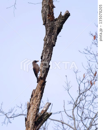 ドングリをくわえるカケス 135078205