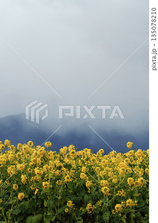 なぎさ公園の菜の花 135078210