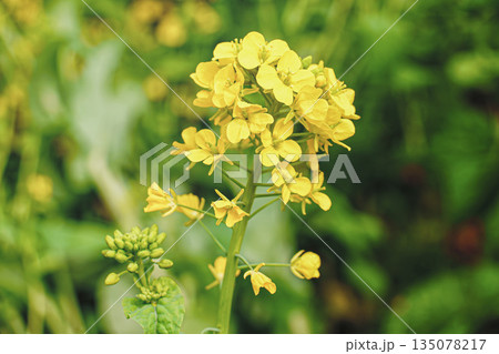 温室の菜の花 135078217