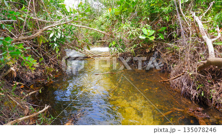 Serene Narrow Freshwater Creek Surrounded by Dense Tropical Forest Greenery 135078246