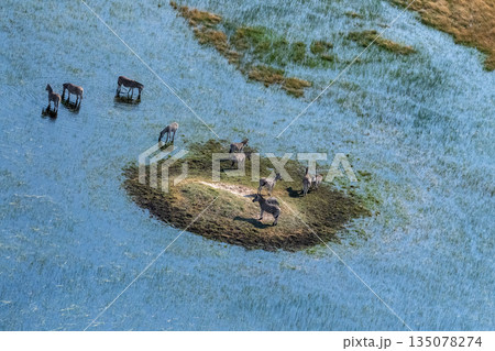 Aerial shot of Zebras grazing in the Okavango Delta 135078274