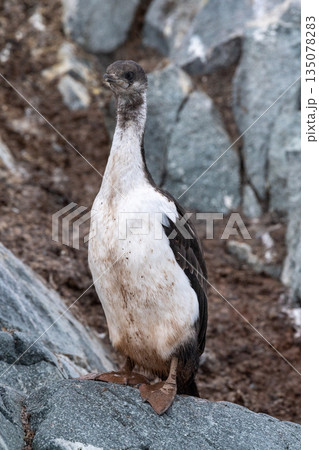 Antarctic Shags near Fish Islands 135078283