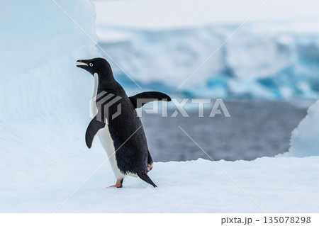Adelie Penguin standing on an iceberg 135078298