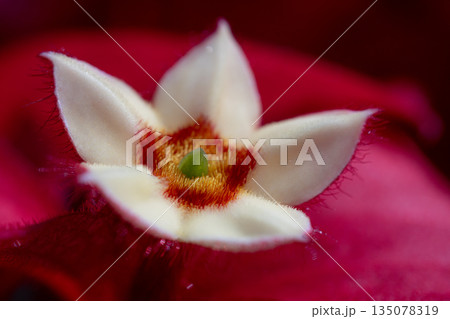 Beautiful Small Flower Blooming In The Garden Beautiful Small Flower Blooming In The Garden 135078319