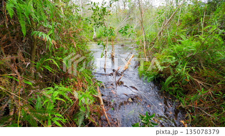 Small River Stream in Tropical Jungle with Clear Fresh Water and Green Ferns Small River Stream in Tropical Jungle with Clear Fresh Water and Green Ferns 135078379