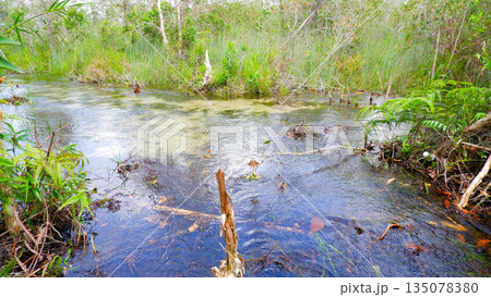 Wide View of Clear Freshwater Creek in Marshland Forest with Blue Sky Reflection 135078380