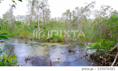 Pristine Freshwater Stream in Tropical Wetlands Under Bright Sky 135078381
