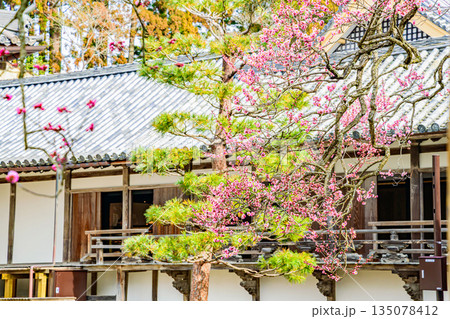 日本三景 松島の瑞巌寺の梅開花 135078412