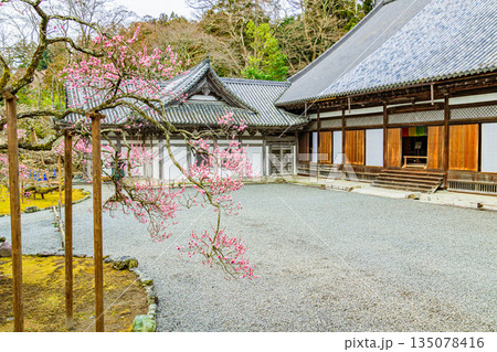 日本三景 松島の瑞巌寺の梅開花 135078416
