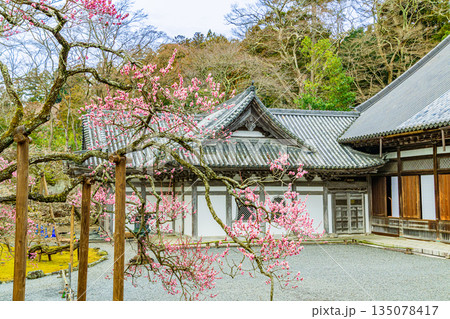 日本三景 松島の瑞巌寺の梅開花 日本三景 松島の瑞巌寺の梅開花 135078417