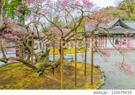 日本三景 松島の瑞巌寺の梅開花 135078419