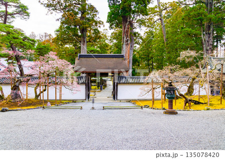 日本三景 松島の瑞巌寺の梅開花 日本三景 松島の瑞巌寺の梅開花 135078420