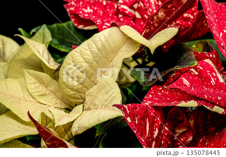 Cream and Red Variegated Poinsettia Holiday Foliage Closeup Cream and Red Variegated Poinsettia Holiday Foliage Closeup 135078445