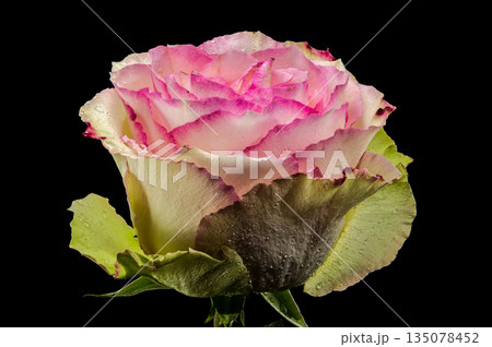 A Pink and Cream Rose with Water Droplets on Black A Pink and Cream Rose with Water Droplets on Black 135078452