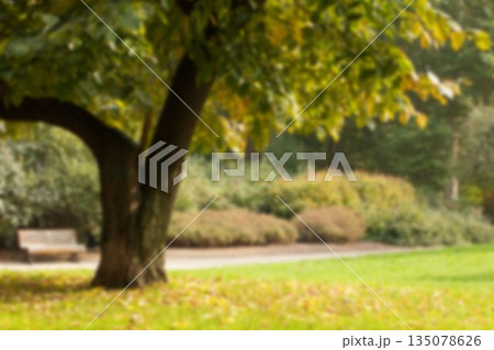 Large decididuous tree is being shown in flat design park, with wooden bench and winding path 135078626