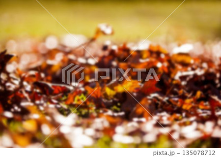 Close-up of dry fallen leaves Close-up of dry fallen leaves 135078712