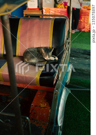 Sleeping Kitten Resting on Back Seat of a Tuk Tuk 135078897