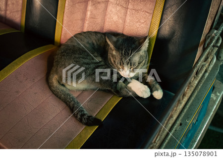 Sleeping Kitten Resting on Back Seat of a Tuk Tuk Sleeping Kitten Resting on Back Seat of a Tuk Tuk 135078901