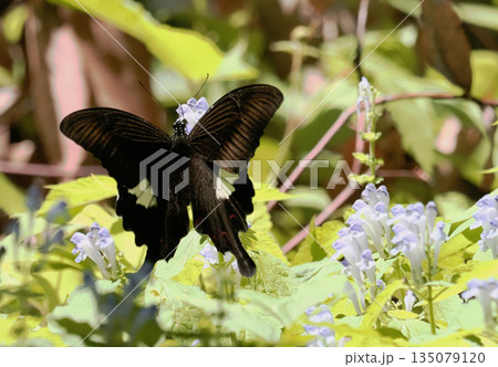 タツナミソウの花を吸蜜中のモンキアゲハ タツナミソウの花を吸蜜中のモンキアゲハ 135079120