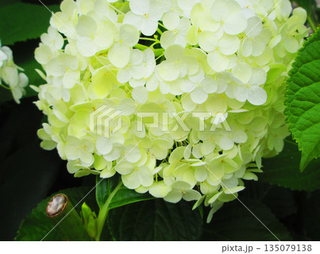 アナベル（アメリカアジサイ）の白い花の風景 135079138