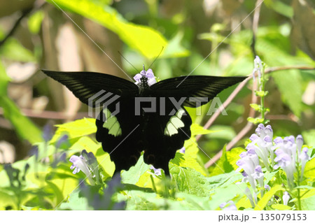 タツナミソウの花を吸蜜中のモンキアゲハ 135079153