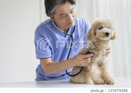 獣医師に聴診器で診察されるビションプーの子犬（10ヶ月・女の子） 135079366